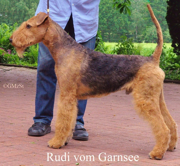 Rudi vom Garnsee